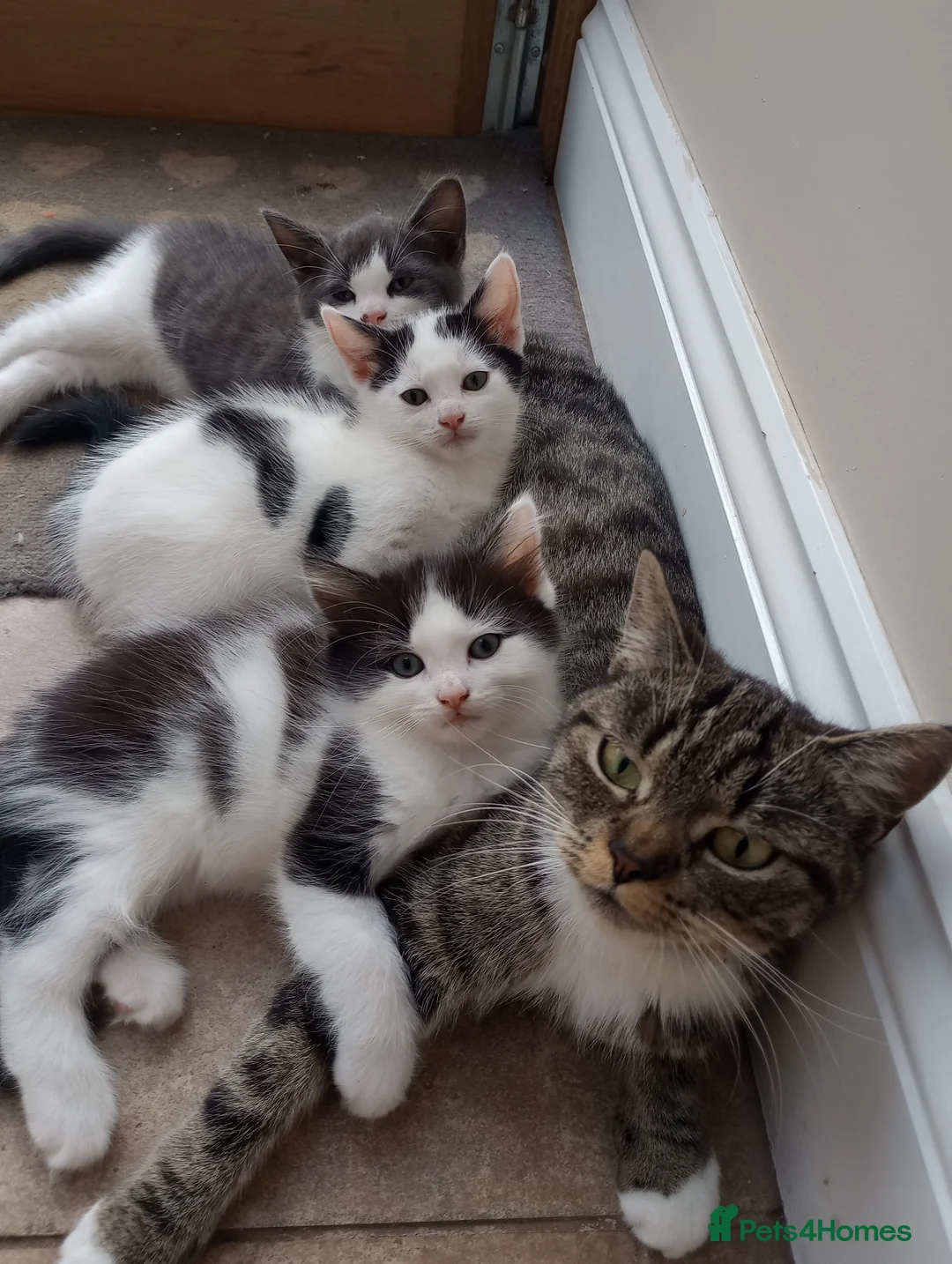 Ragdoll cats for sale: Adorable Chinchilla Persian x Ragdoll kittens - Advert 24