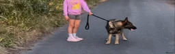 German Shepherd dogs for sale: 4-year-old German Shepherd - Advert 2