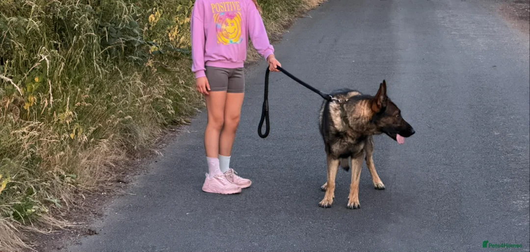 German Shepherd dogs for sale: 4-year-old German Shepherd - Advert 2