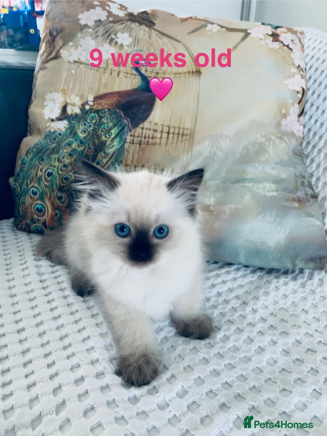 Ragdoll cats for sale: 🐾  Adorable Ragdoll Kittens 🐾 - Advert 2
