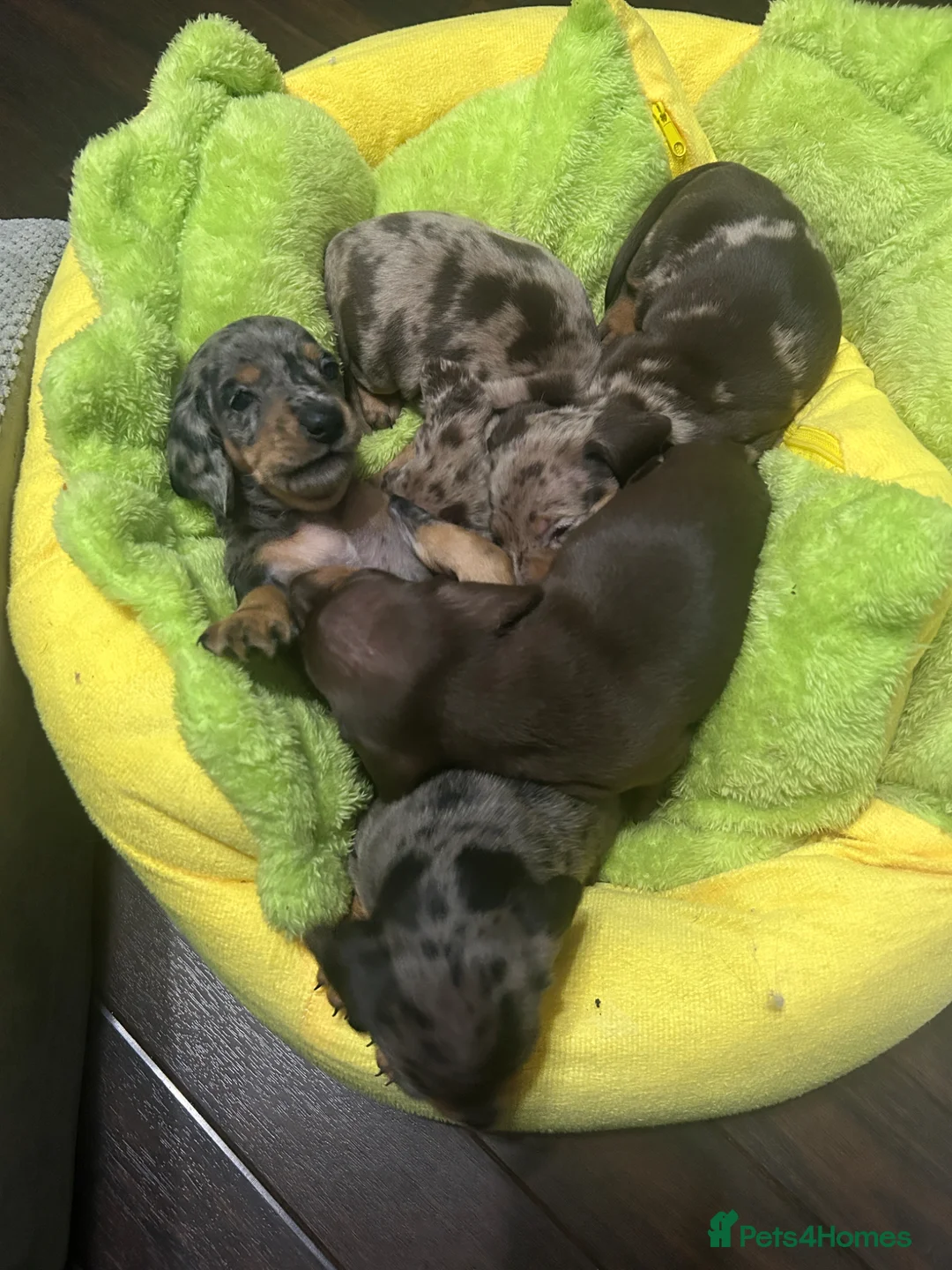 Miniature Dachshund dogs for sale: Beautiful Miniature Dachshund Puppies - Advert 25