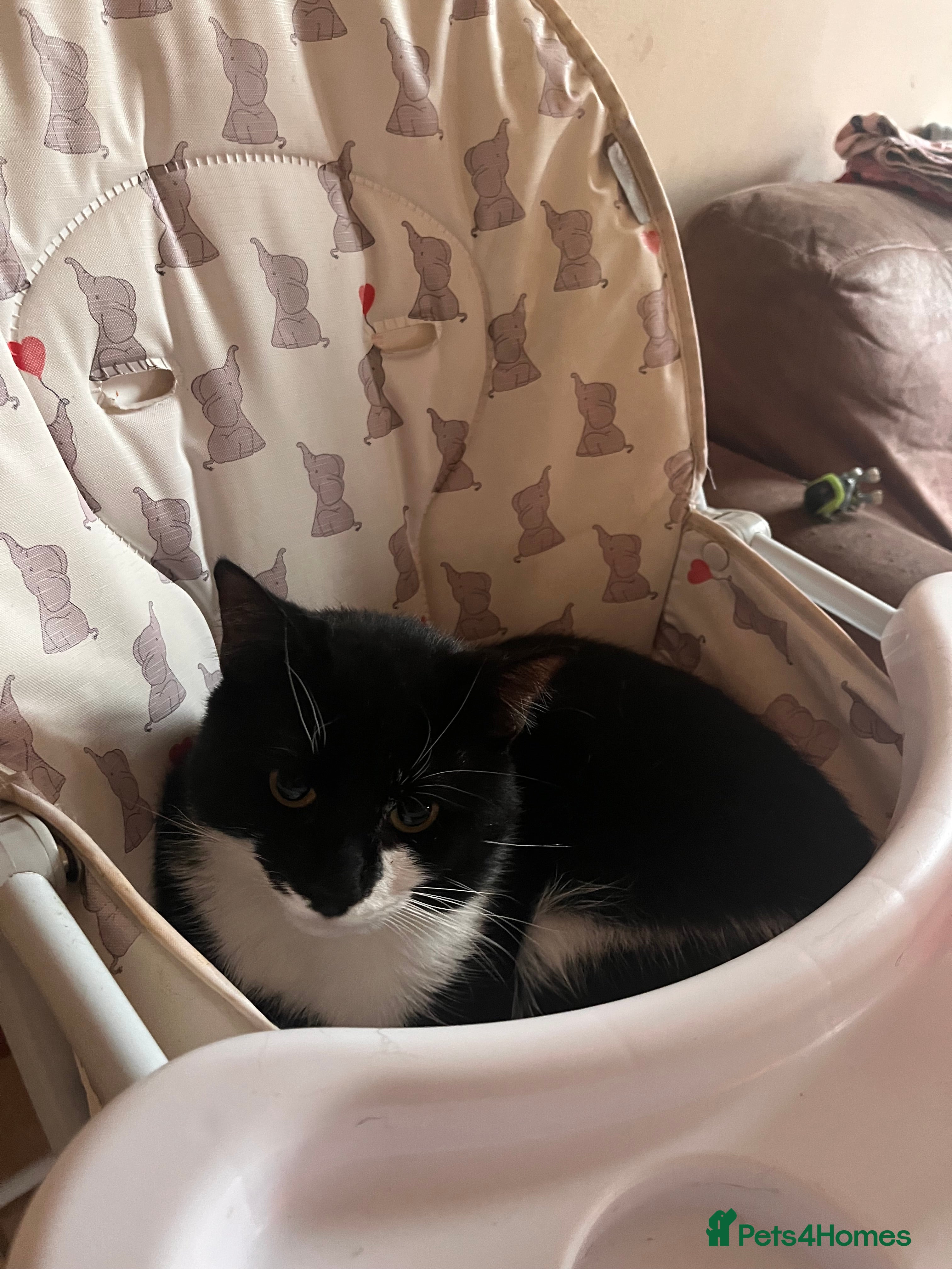 Mixed Breed cats Hi there! I’m looking to rehome my boy - Advert 20