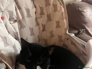 Mixed Breed cats Hi there! I’m looking to rehome my boy - Advert 20