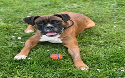 Boxer dogs for stud: Boxer for Stud in Grays - Image 1