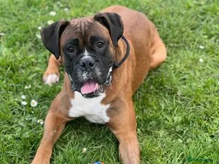 Boxer dogs Boxer for Stud in Grays - Advert 5