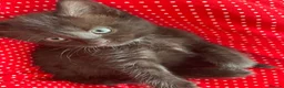 British Shorthair cats for sale: 34 castelbeac driv S2 1NN in Sheffield - Advert 1