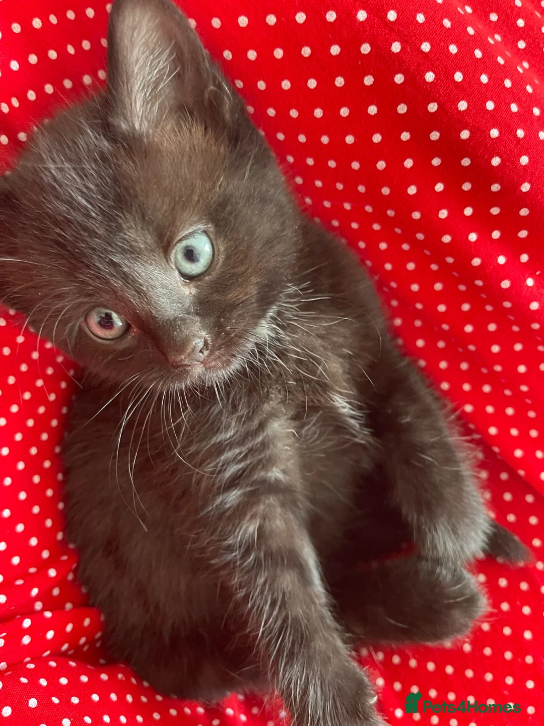 British Shorthair cats for sale: 34 castelbeac driv S2 1NN in Sheffield - Advert 1