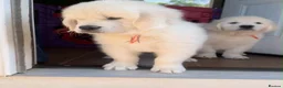 Golden Retriever dogs for sale: GOLDEN RETRIEVER PUPPIES - Advert 9
