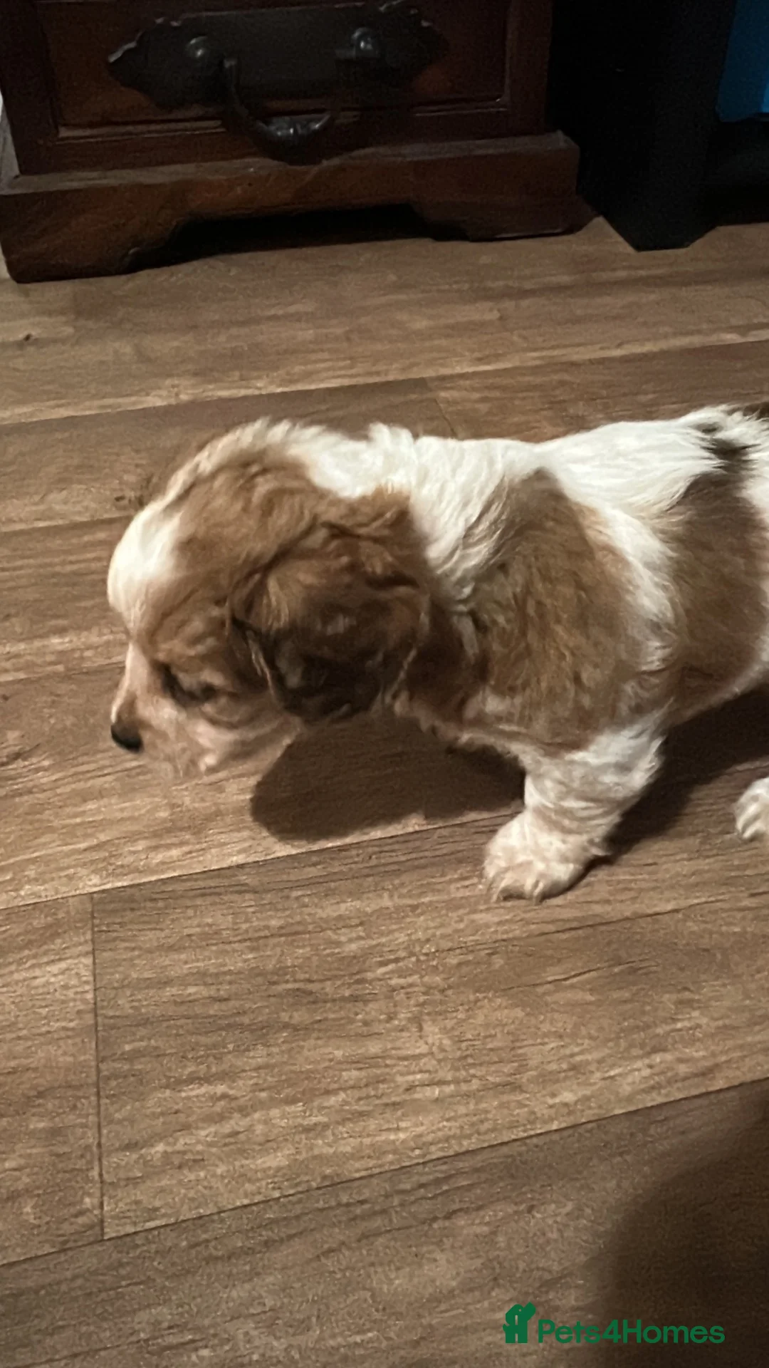 Mixed Breed dogs for sale: Marvellous mauxies in Whitland - Advert 2