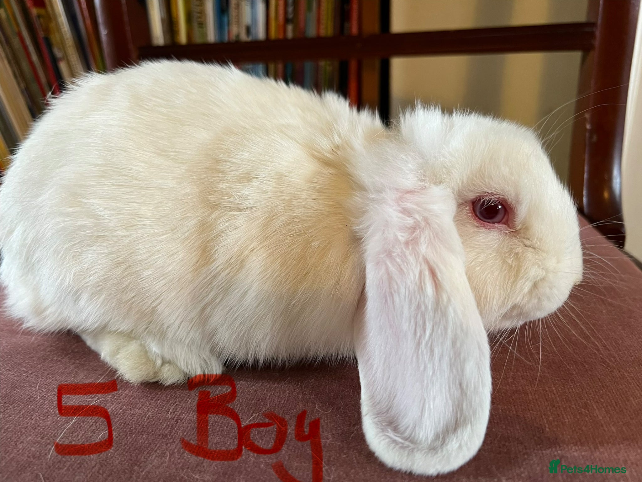 Mini Lop rabbits for sale: Lovely Mini Lop Babies - Advert 1