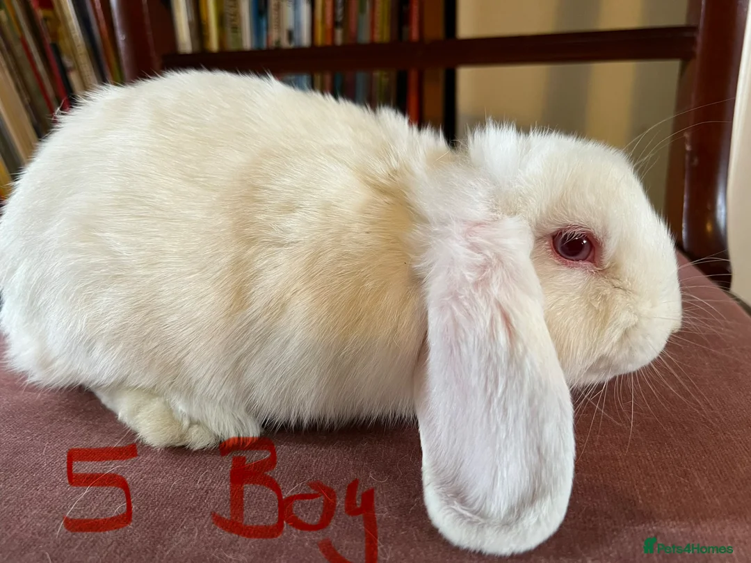 Mini Lop rabbits for sale: Lovely Mini Lop Babies - Advert 1