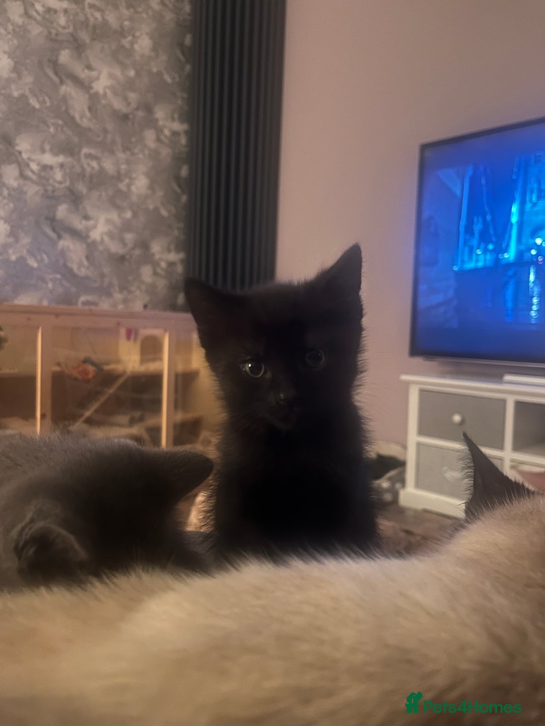 British Shorthair cats for sale: Siamese/BSH kittens - Image 8
