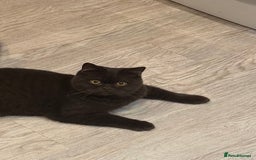 British Shorthair cats for sale: Chocolate male kitten  - Advert 2