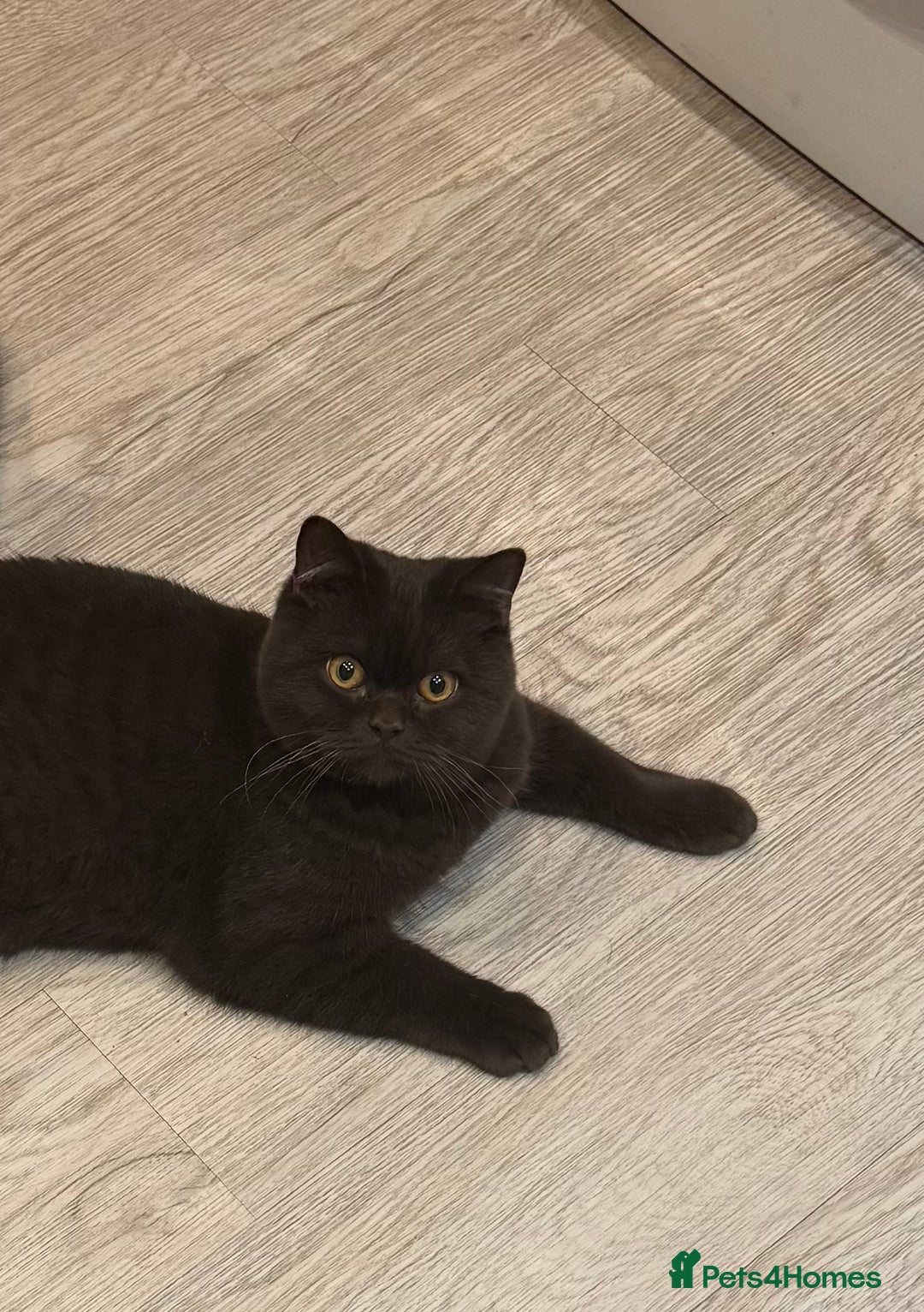 British Shorthair cats for sale: Chocolate male kitten  - Advert 2