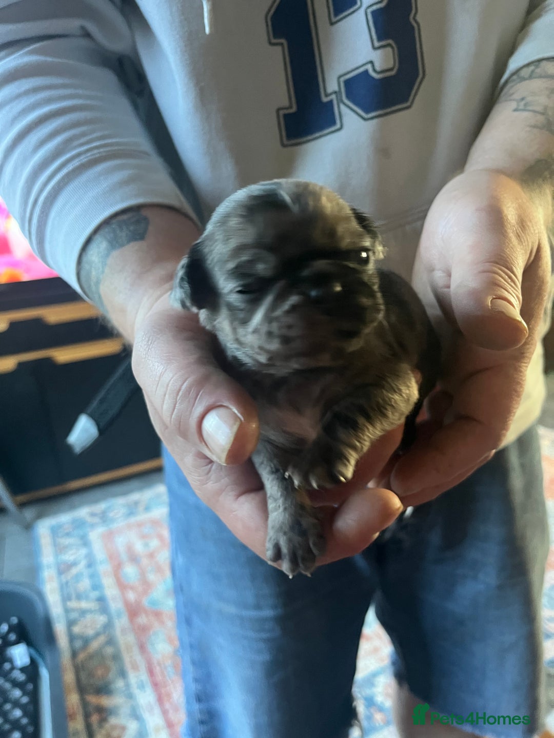 Pug dogs for sale: Merle Pug Puppy - Advert 5