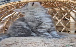Maine Coon cats for sale: VARIOUS FULL PEDIGREE MAINE COON KITTENS FOR SALE in Rotherham - Image 9