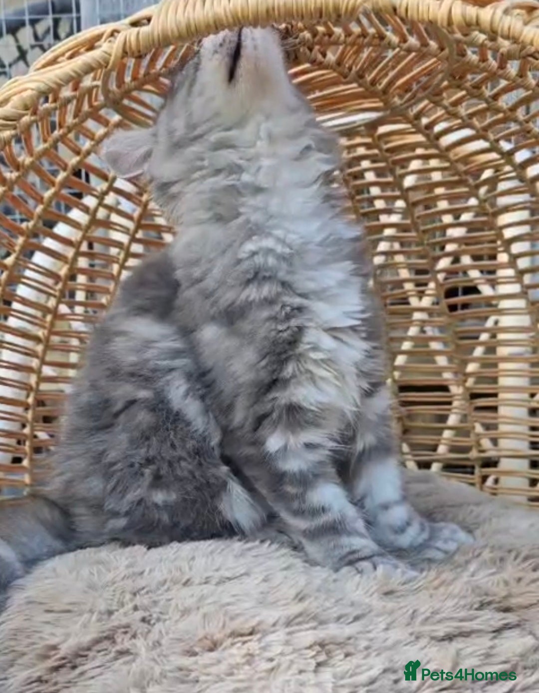 Maine Coon cats for sale: VARIOUS FULL PEDIGREE MAINE COON KITTENS FOR SALE in Rotherham - Image 9