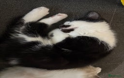 Mixed Breed cats for sale: Theee kittens for sale - Image 7