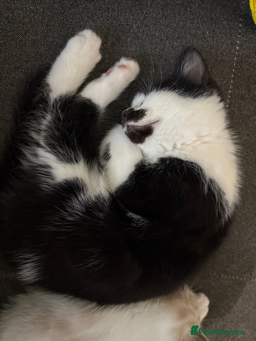 Mixed Breed cats for sale: Theee kittens for sale - Image 7
