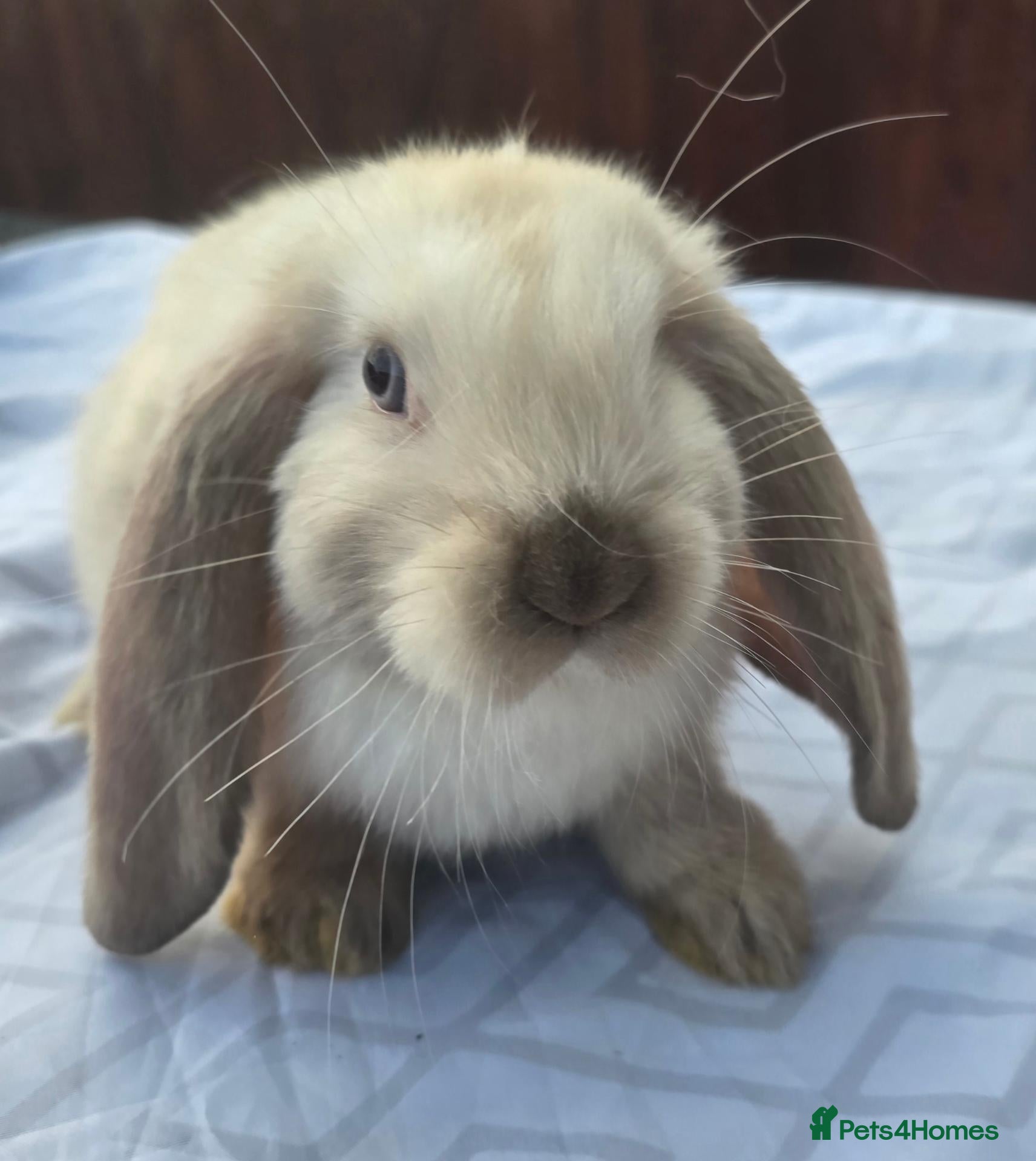 French Lop rabbits French Lops - Advert 1