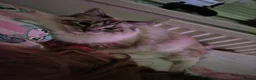 Ragdoll cats for sale:  Ragdoll Kittens 😸 ♥️  - Advert 8