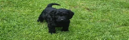 Cockapoo dogs for sale: Cockapoo pups in Wingate - Advert 5