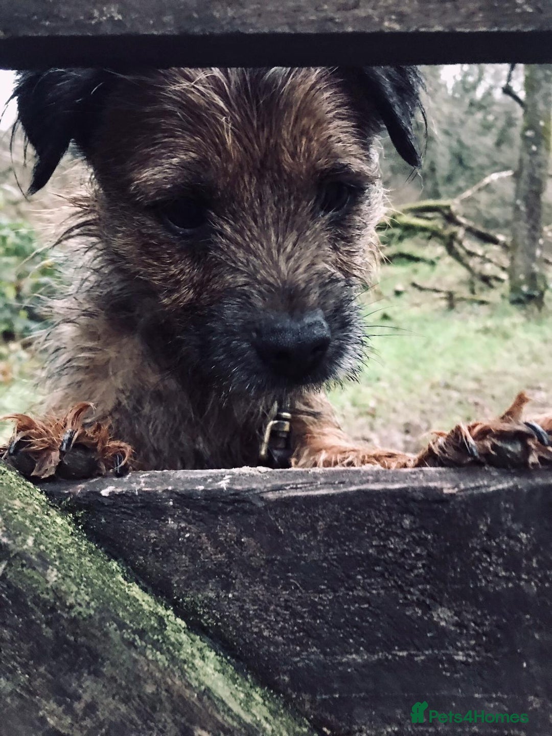 Border Terrier dogs for sale: Mother & Daughter border terrier  - Advert 6