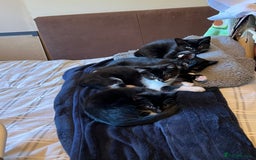 Mixed Breed cats for sale: 5 Gorgeous Happy Babies (Ready to Go) - Image 6