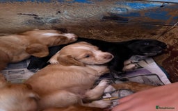 Sprocker dogs for sale: Sprocker Puppies - Image 2
