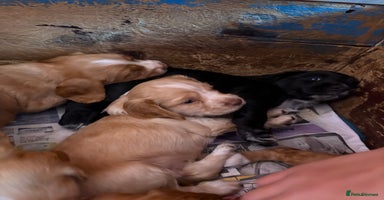 Sprocker dogs - Advert 6
