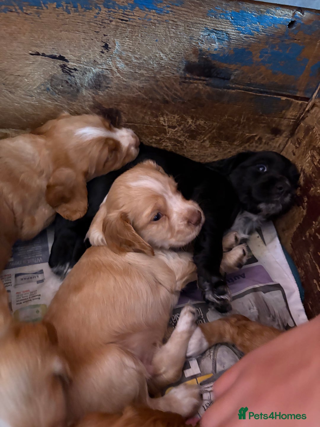 Sprocker dogs for sale: Sprocker Puppies - Image 2