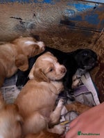 Sprocker dogs - Advert 14