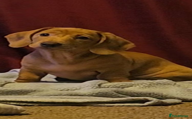 Miniature Dachshund dogs - Advert 16