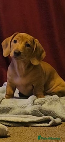 Miniature Dachshund dogs - Advert 16