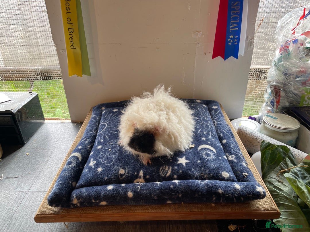 Guinea Pig rodents for sale: Older boar’s and baby Alpaca Texel and merino  - Image 4