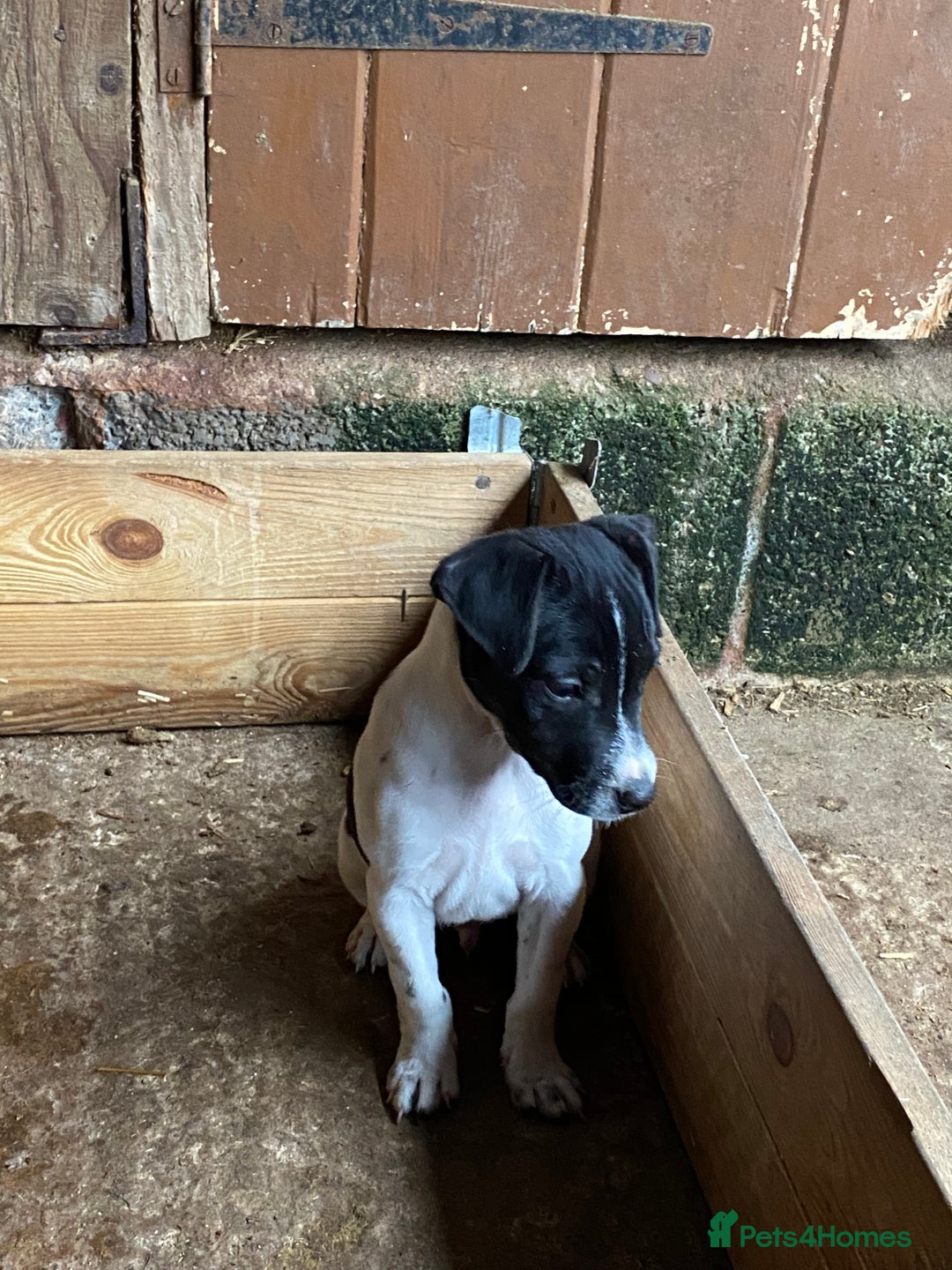 Mixed Breed dogs for sale: Jack Russell X terrier male - Advert 1