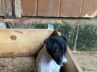 Mixed Breed dogs Jack Russell X terrier male - Advert 2