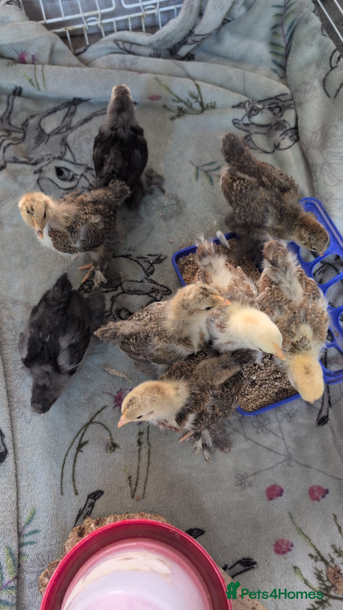 Chickens poultry for sale: Pekins, Quails, Eggs - Contact for availability  - Advert 4