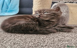 Scottish Fold cats for sale: Adorable Scottish fold Straight Ears Kittens  - Image 25