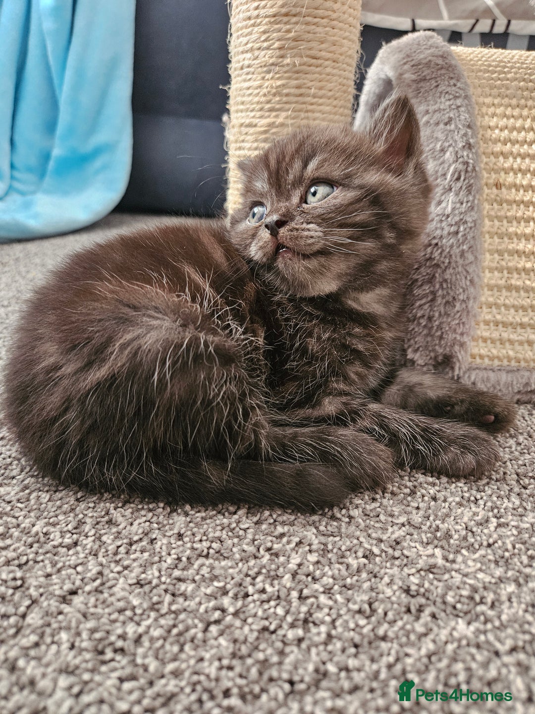 Scottish Fold cats for sale: Adorable Scottish fold Straight Ears Kittens  - Image 25