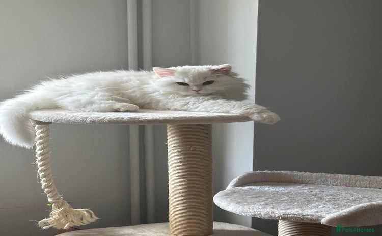 British Longhair cats - Advert 2