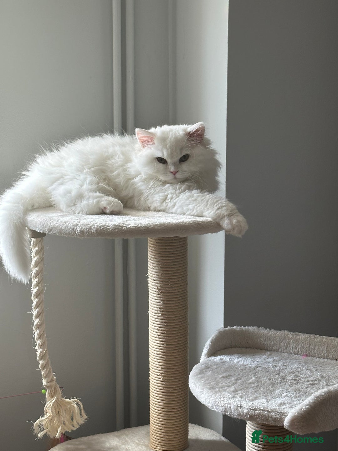 British Longhair cats for sale: Male British longhair - Image 1