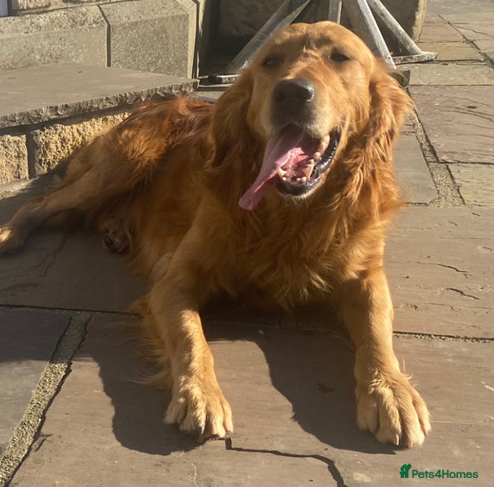 Golden Retriever dogs Angus Golden Retriever stud dog in Pickering - Advert 11