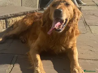 Golden Retriever dogs Angus Golden Retriever stud dog in Pickering - Advert 17