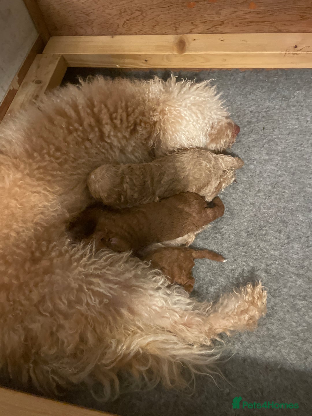 Labradoodle dogs for sale: Miniature Labradoodles  - Image 7