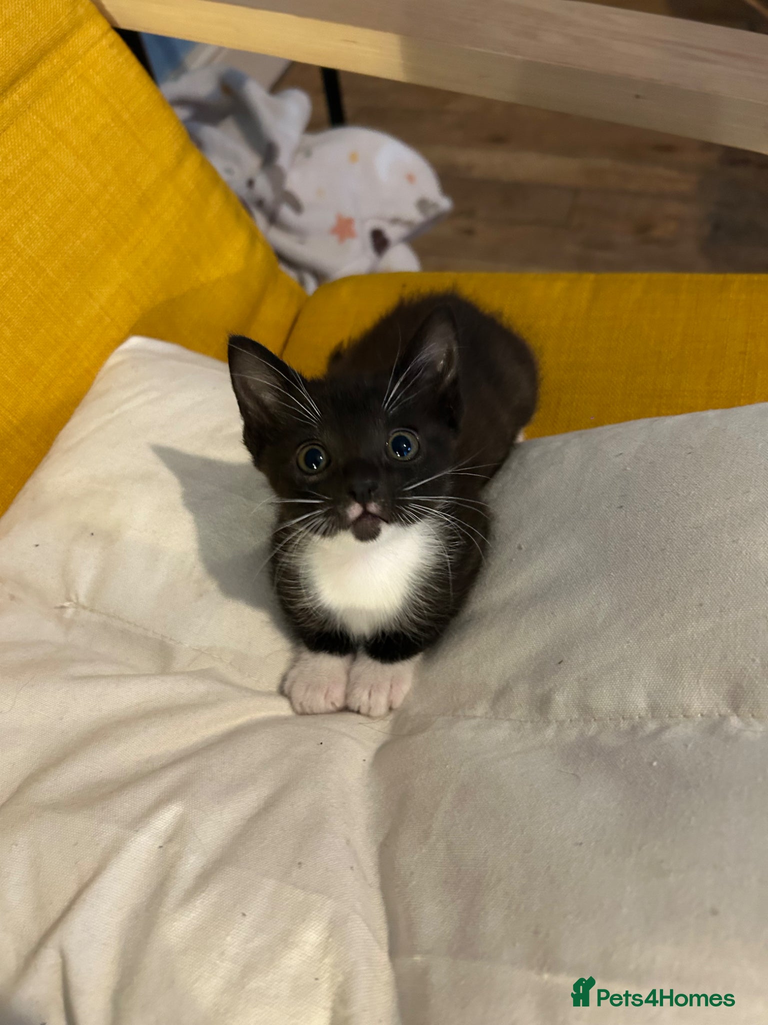 Mixed Breed cats  Cute kitty black/brown and white available  - Advert 1