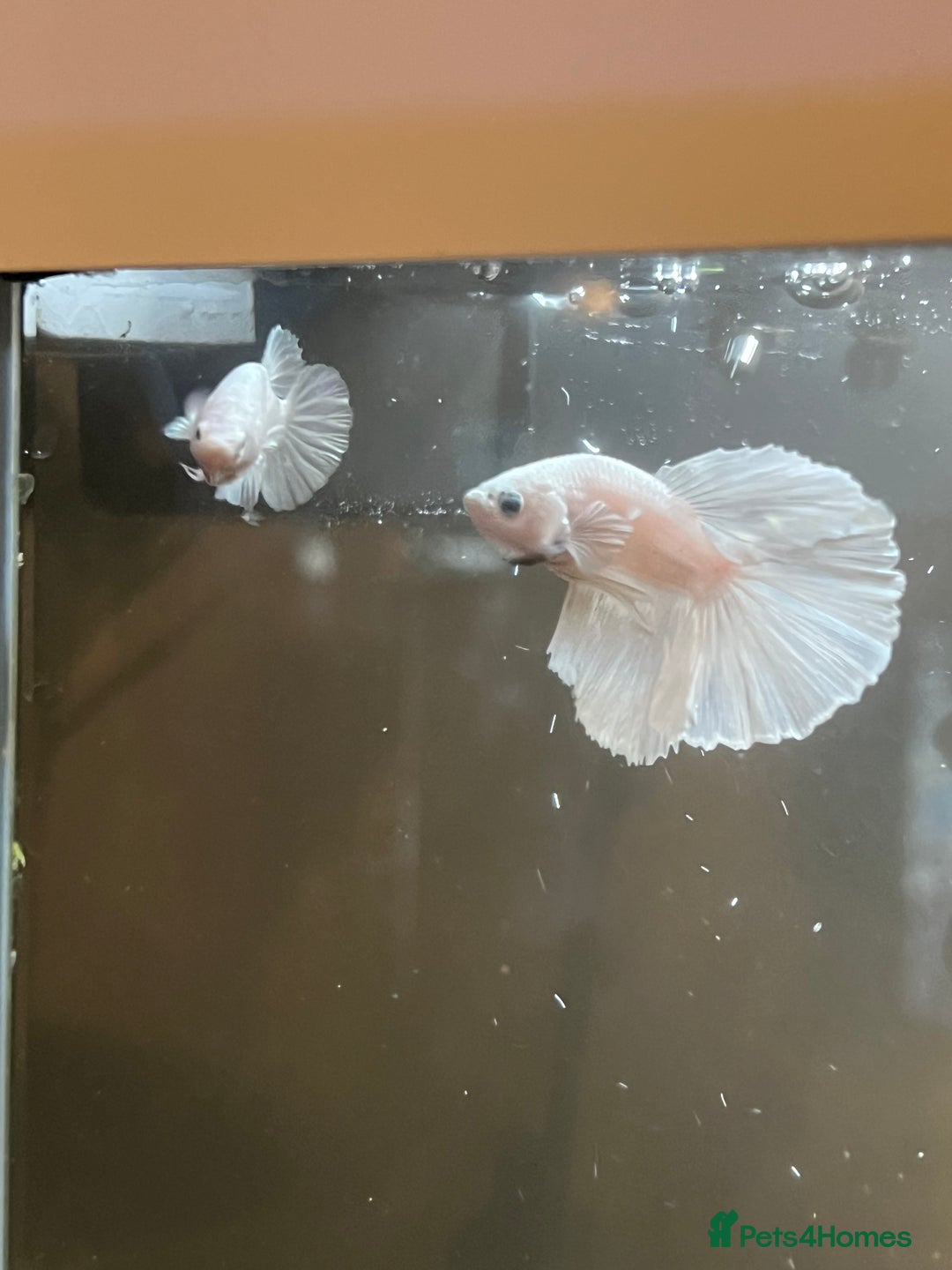 Bettas fish for sale: Broadheath Bettas  - Advert 12