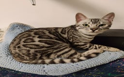 Bengal cats for sale: Tica Active silver Bengal boy for sale  - Image 4