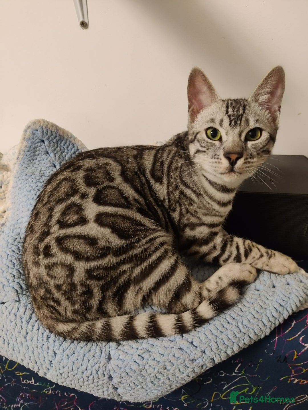 Bengal cats for sale: Tica Active silver Bengal boy for sale  - Image 4