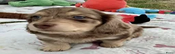 Miniature Dachshund dogs for sale: Long Haired Miniature Dachshund Puppies for Sale in Salford - Advert 1